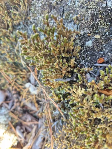 Twistedhair Spikemoss — photo by Margaret Woodbridge