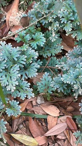 Blue Spikemoss — photo by tackeyackee