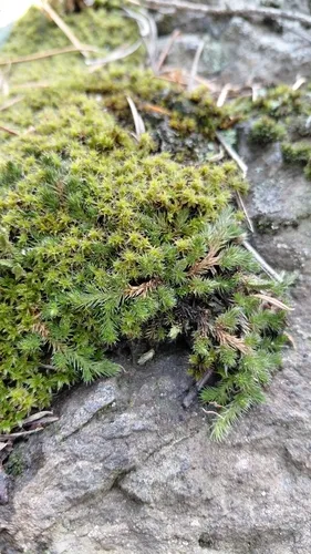 Underwood's Spikemoss — photo by sdymersk