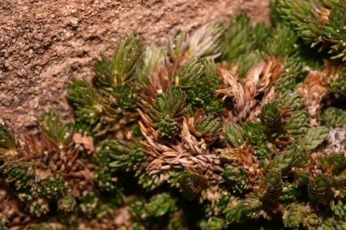 Utah Spikemoss — photo by Michael Stein