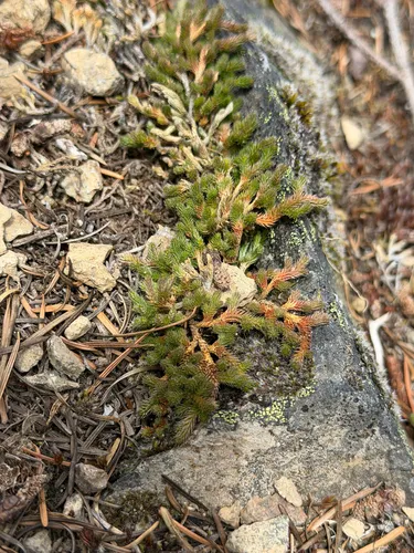 Wallace's Spikemoss — photo by parkergraham