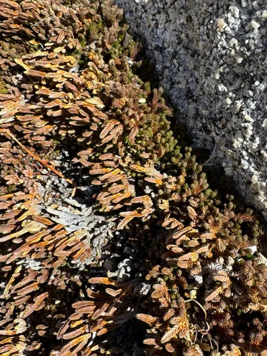 Watson's Spikemoss — photo by Zoe G