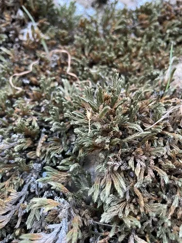 Weatherby's Spikemoss — photo by mikekintgen