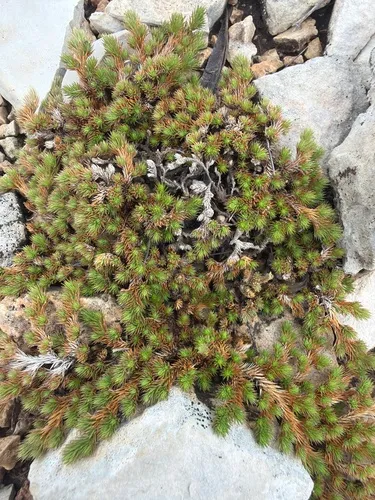 Wright's Spikemoss — photo by Rich Kostecke
