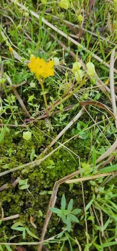 Golden Selenia