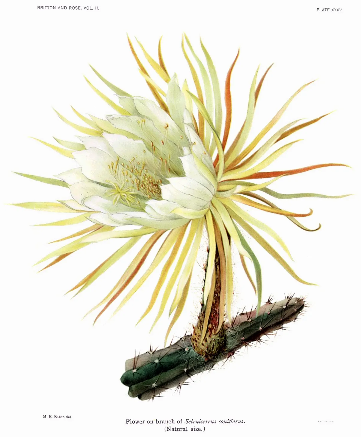 Coneflower Moonlight Cactus