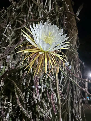 Queen Of The Night