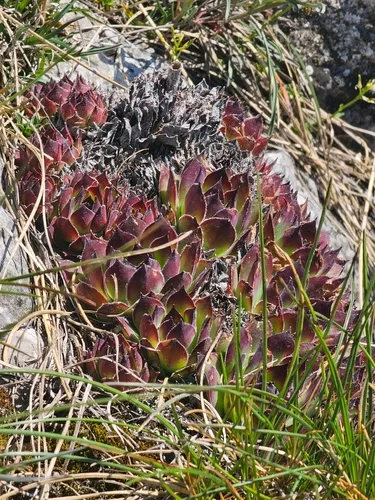 Common Houseleek — photo by bernardwieser