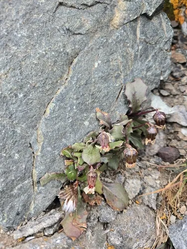 Holm's Ragwort (var. holmii) — photo by Nate