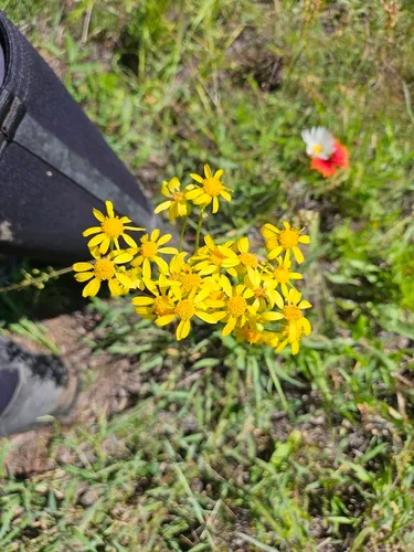 Texas Ragwort — photo by David Vander Pluym