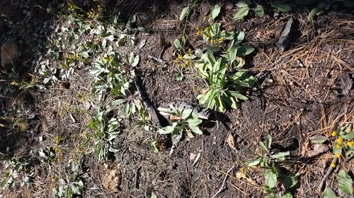 Arizona Ragwort