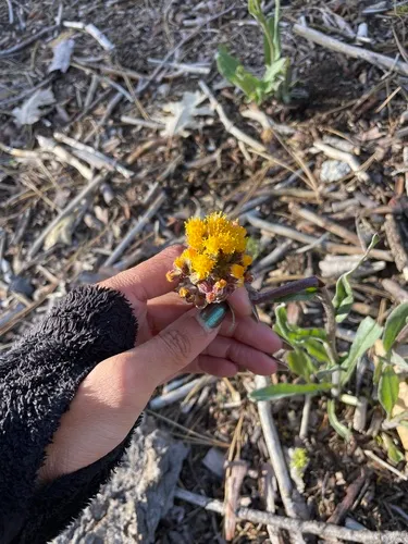 Rayless Ragwort — photo by deathcap