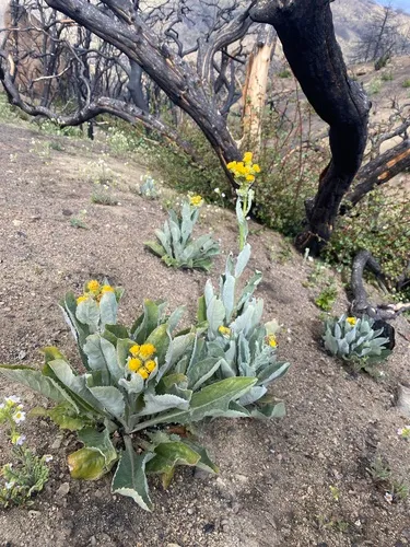 San Gabriel Ragwort — photo by Aaron Echols