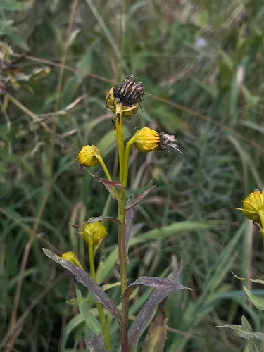 Nodding Ragwort — photo by Frédérique