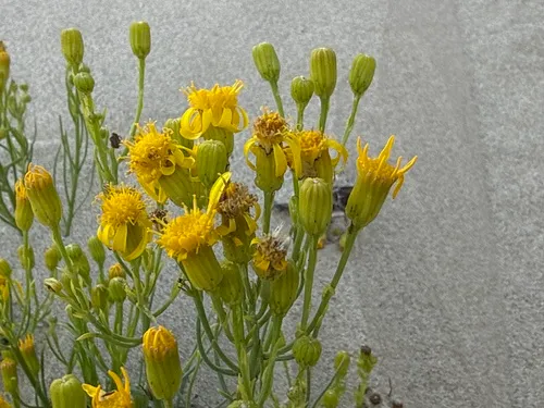 Dune Ragwort — photo by Richard Hasegawa