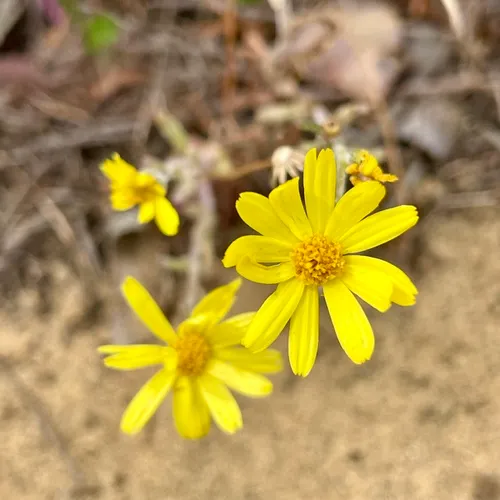 California Ragwort