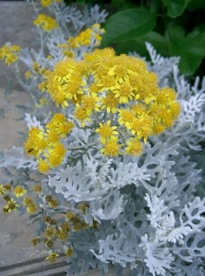 Dusty Miller — photo by KENPEI