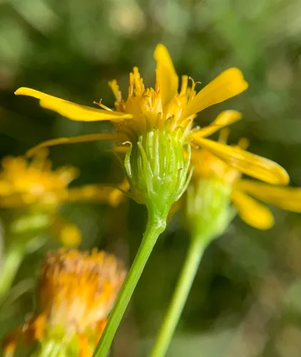 Clark's Ragwort — photo by Duncan Bell