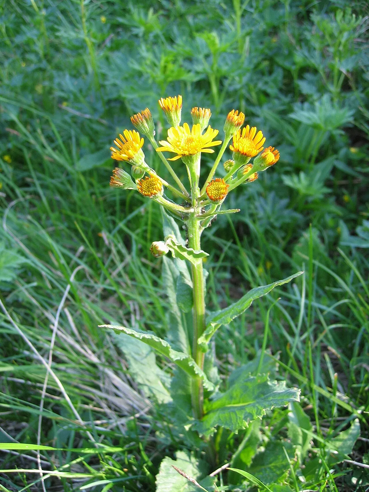 Marsh Fleabane — photo by User:Tigerente