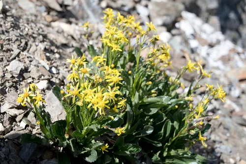 Elmer's Ragwort — photo by Tynan Ramm-Granberg