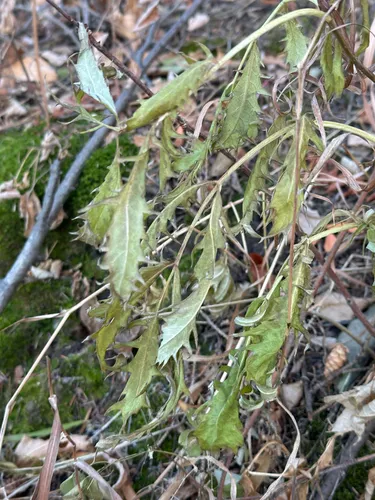 MacDougal's Ragwort (var. macdougalii) — photo by Kallum McDonald