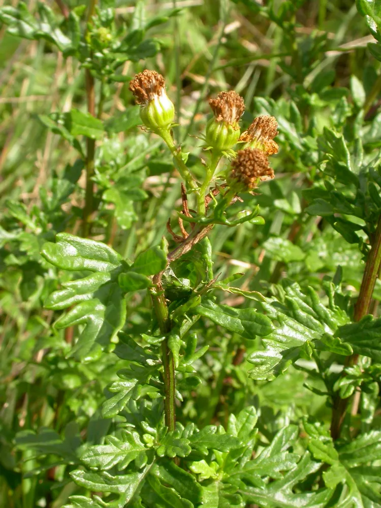 Hoary Ragwort — photo by Pieter Pelser