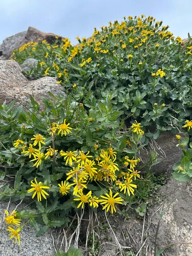 Dwarf Mountain Ragwort — photo by Alex Moon