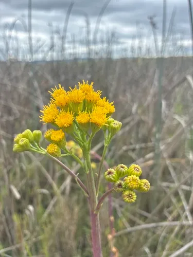 Water Ragwort — photo by joshjoshjoshjoshjosh
