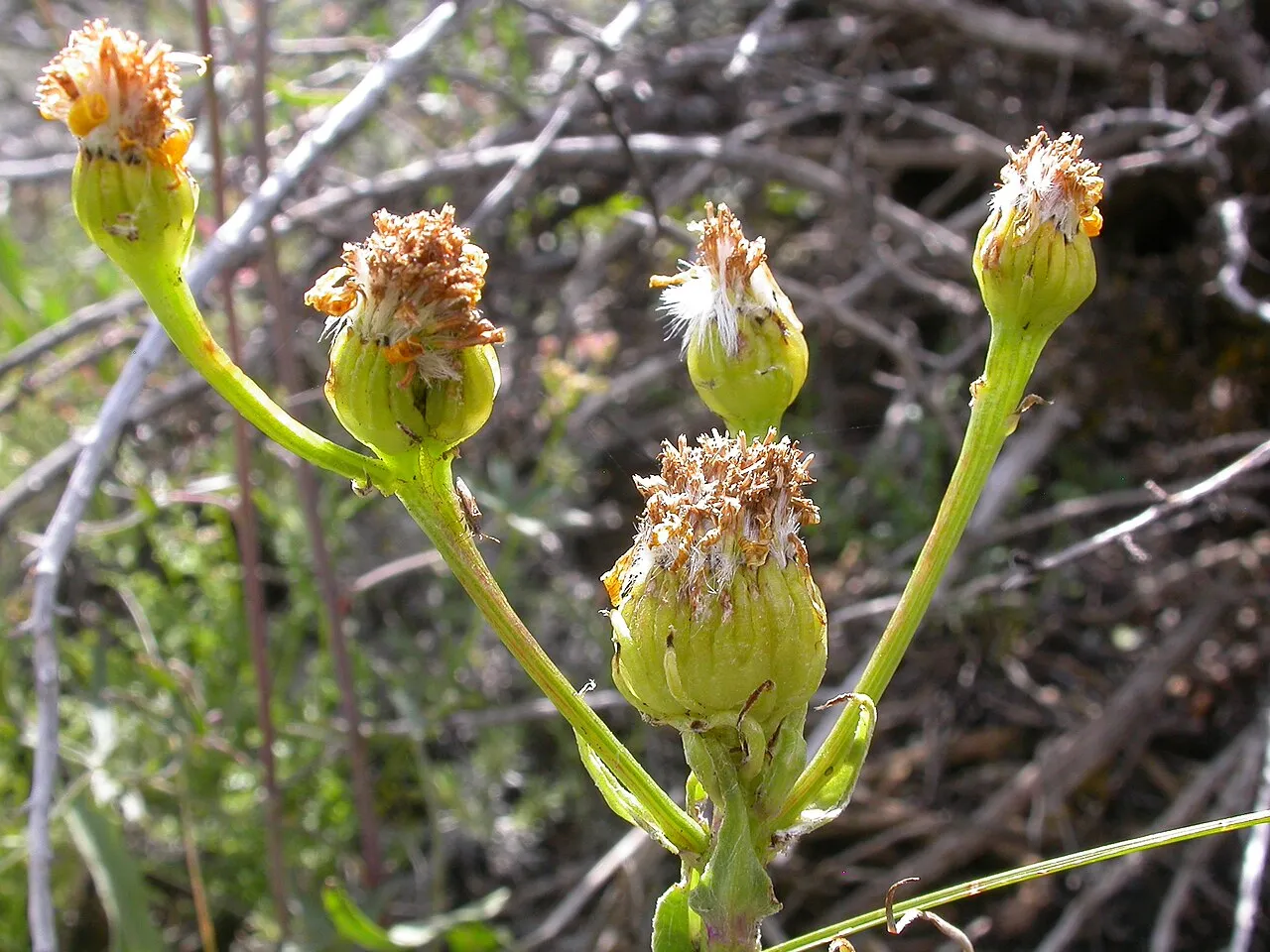 Columbia Ragwort (var. exaltatus) — photo by Matt Lavin from Bozeman, Montana, USA