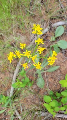 Lambstongue Ragwort