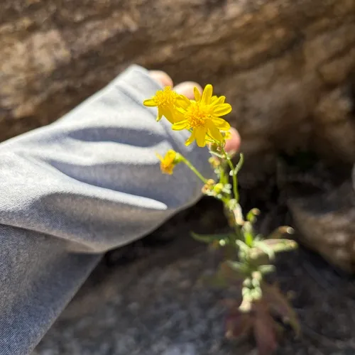 Lemmon's Ragwort — photo by roomthily