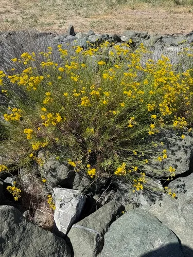 Fireweed Groundsel — photo by emmashelton