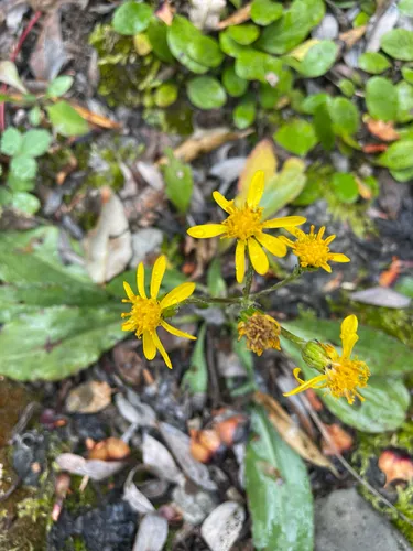 Small Blacktip Ragwort — photo by Dexter Chiclo