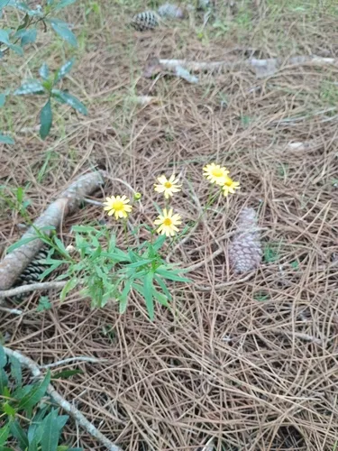 Madagascar Ragwort — photo by ignacio Morales mendoza