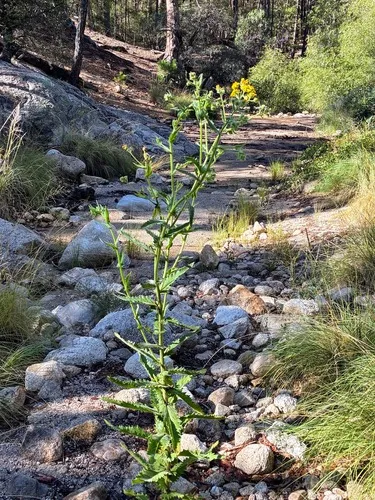 Mountain Ragwort — photo by Andrew Tree