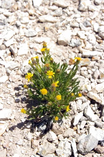 Mono Ragwort — photo by Janel Johnson