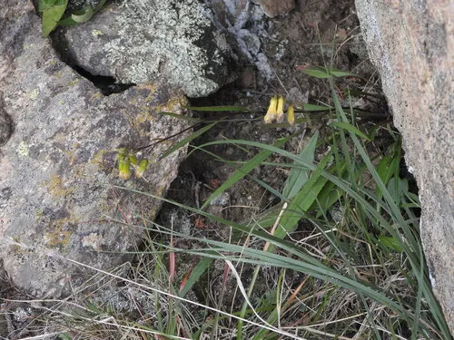 Bashful Ragwort