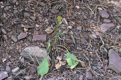 Openwoods Ragwort — photo by Matt Langemeier