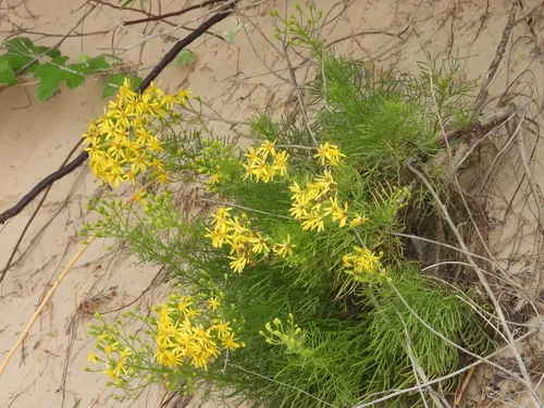 Riddell's Ragwort — photo by Will Rektorik