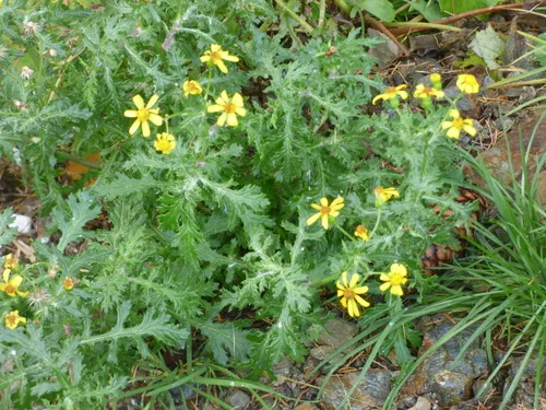 Rock Ragwort — photo by Gabriele La Grasta