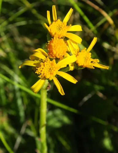 Sierra Ragwort — photo by Adam Schneider