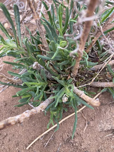 Broom-like Ragwort