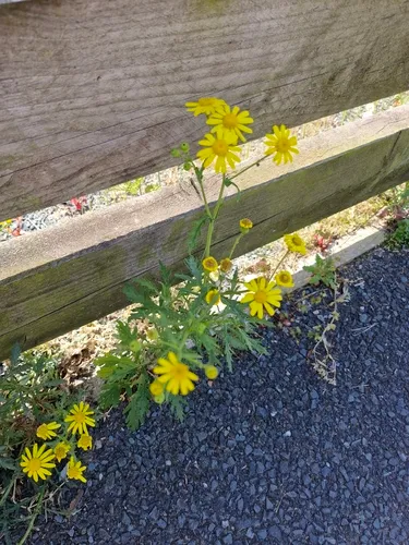 Oxford Ragwort — photo by Brian Robinson