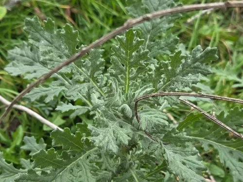 Woodland Ragwort — photo by Liam Cassidy