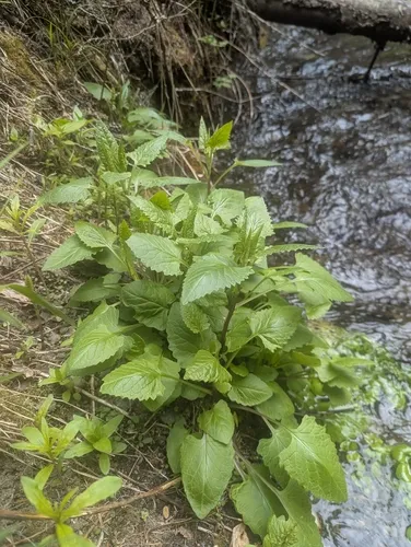 Arrowleaf Ragwort