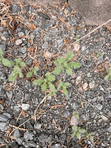 Sticky Ragwort — photo by vesper