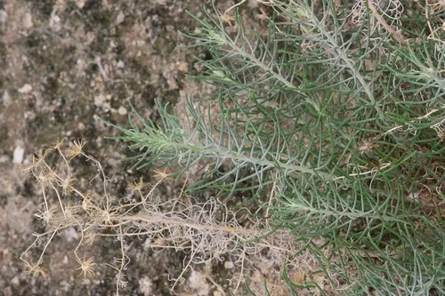 Warnock's Ragwort — photo by Michelle W. (鍾偉瑋)