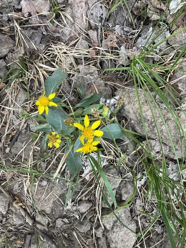 Wooton's Ragwort — photo by dfoehring