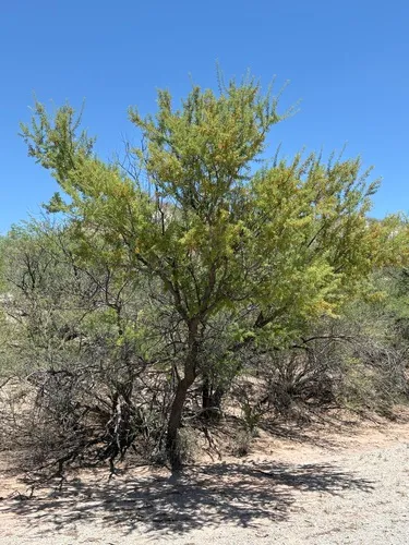 Catclaw Acacia