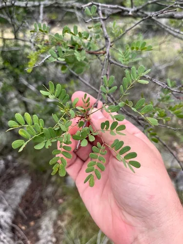 Roundflower Catclaw